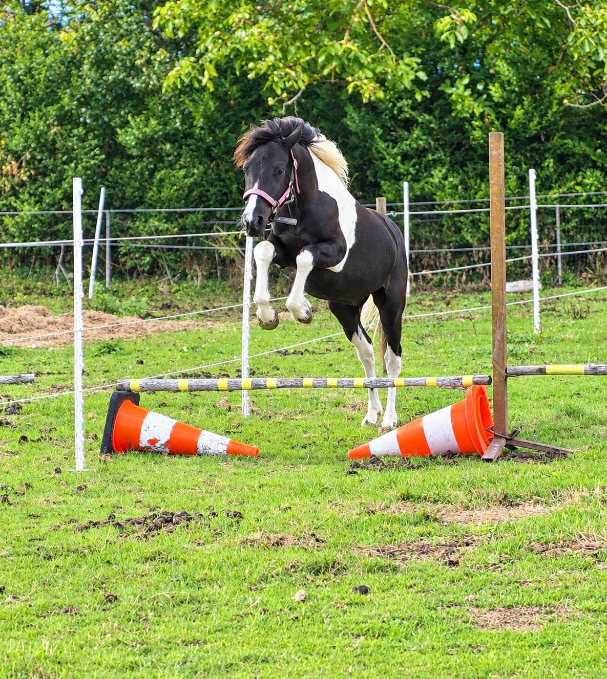 talent volle hengst (mei 2025) met stamboom, Avec pedigree, Étalon, 0 à 2 ans, Non dressé