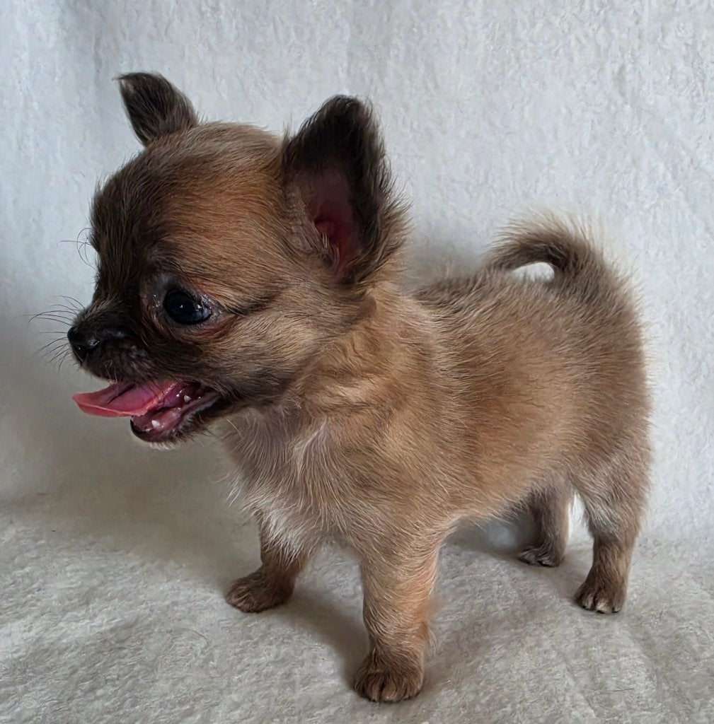 Chihuahua pup (klein reutje), Parvo, België, Particulier, Reu
