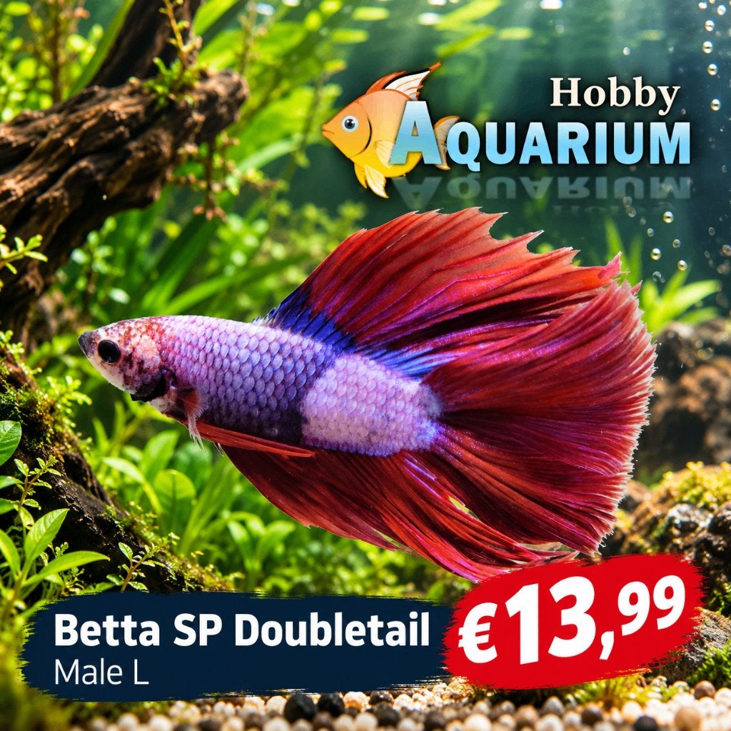 Hobbyaquarium Betta SP Doubletail Male, Dieren en Toebehoren, Vis, Zoetwatervis