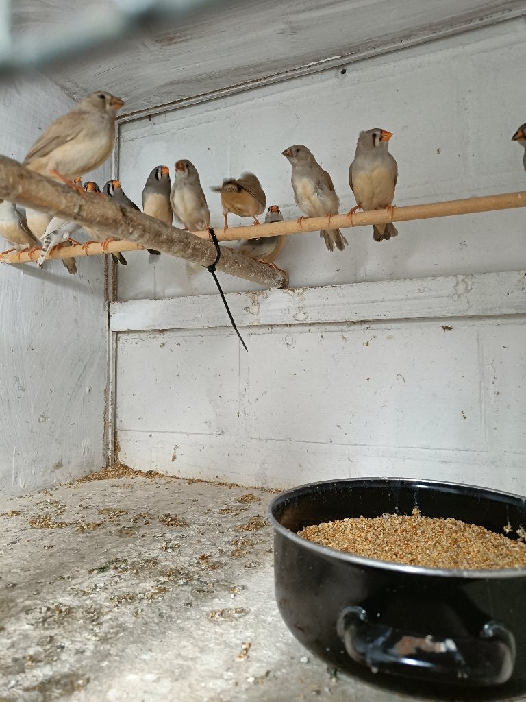 zebravinken koppels, Meerdere dieren, Tropenvogel