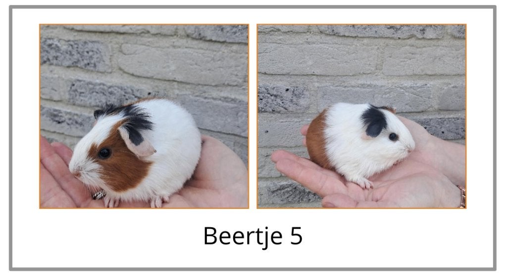 Jonge cavia zeugjes en beertjes, Dieren en Toebehoren, Knaagdieren, Mei, Meerdere dieren, Cavia