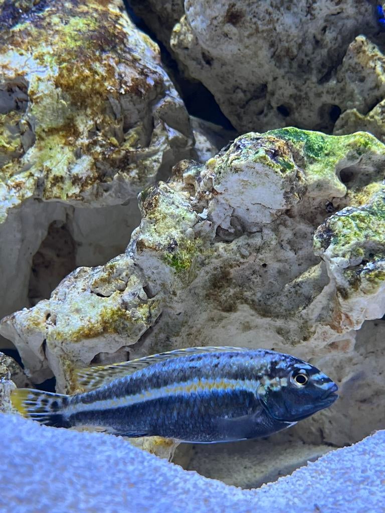 Cyclide, Poisson