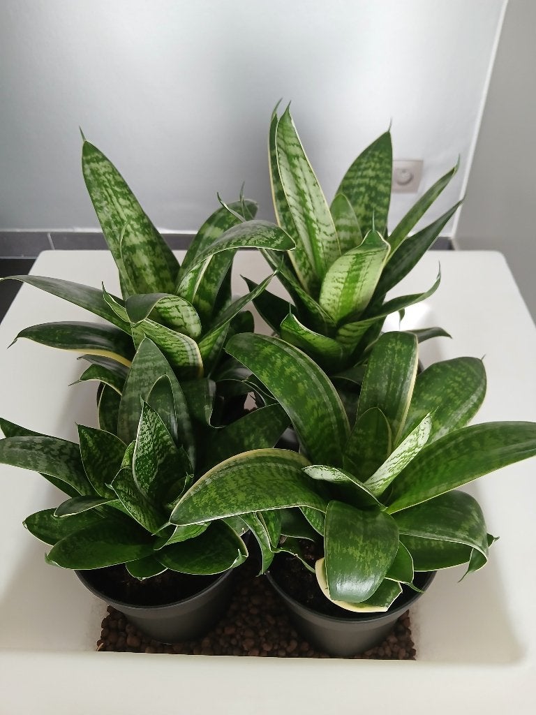 Lot de 4 grandes pièces Sanseveria de haute qualité, Maison & Meubles, Enlèvement, Plante succulente, En pot, Moins de 100 cm