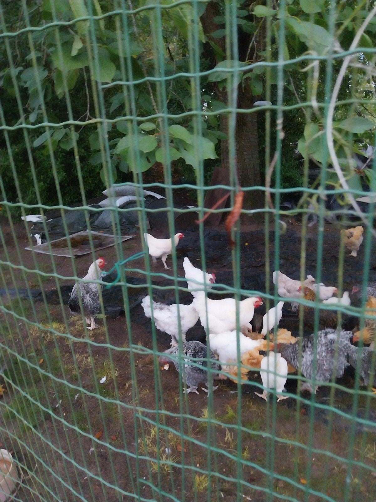 gezonde, jonge legkippen, Dieren en Toebehoren