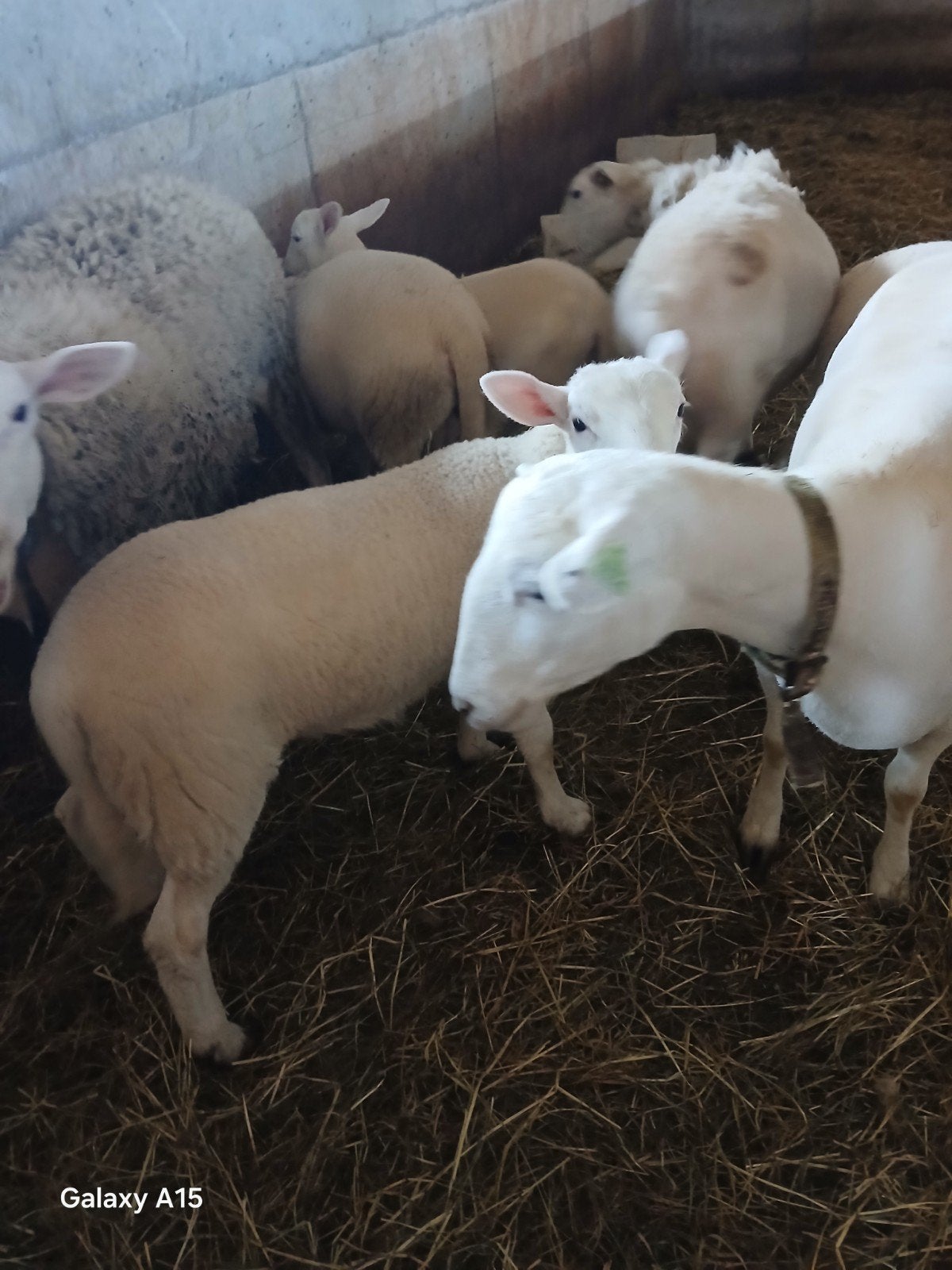 Easye care ram, Dieren en Toebehoren