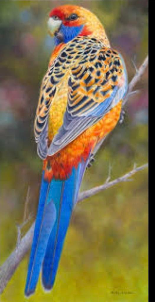 Gezocht adelaide rosella man