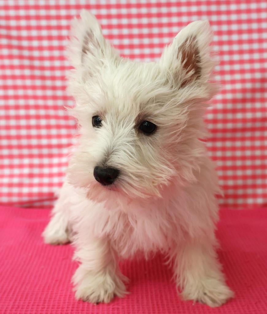 Super leuke Westie pups!!!, 15 weken tot 1 jaar, Overige rassen, Buitenland, Teef
