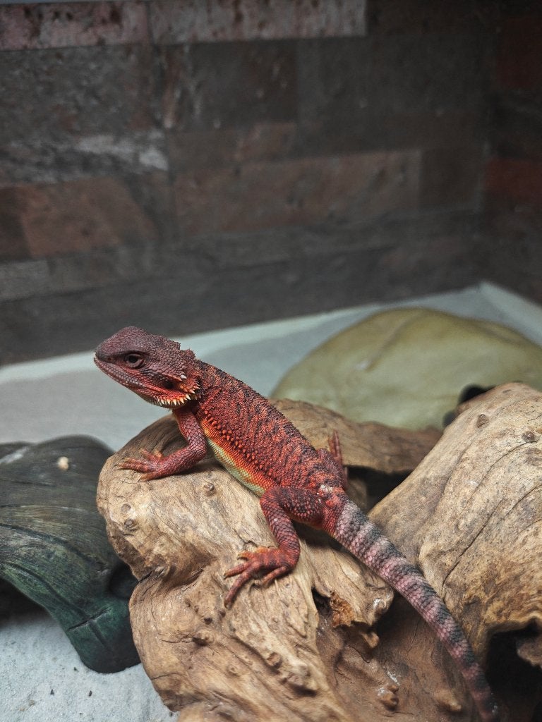 Baardagaam, Animaux & Accessoires, Reptiles & Amphibiens, Lézard, 0 à 2 ans
