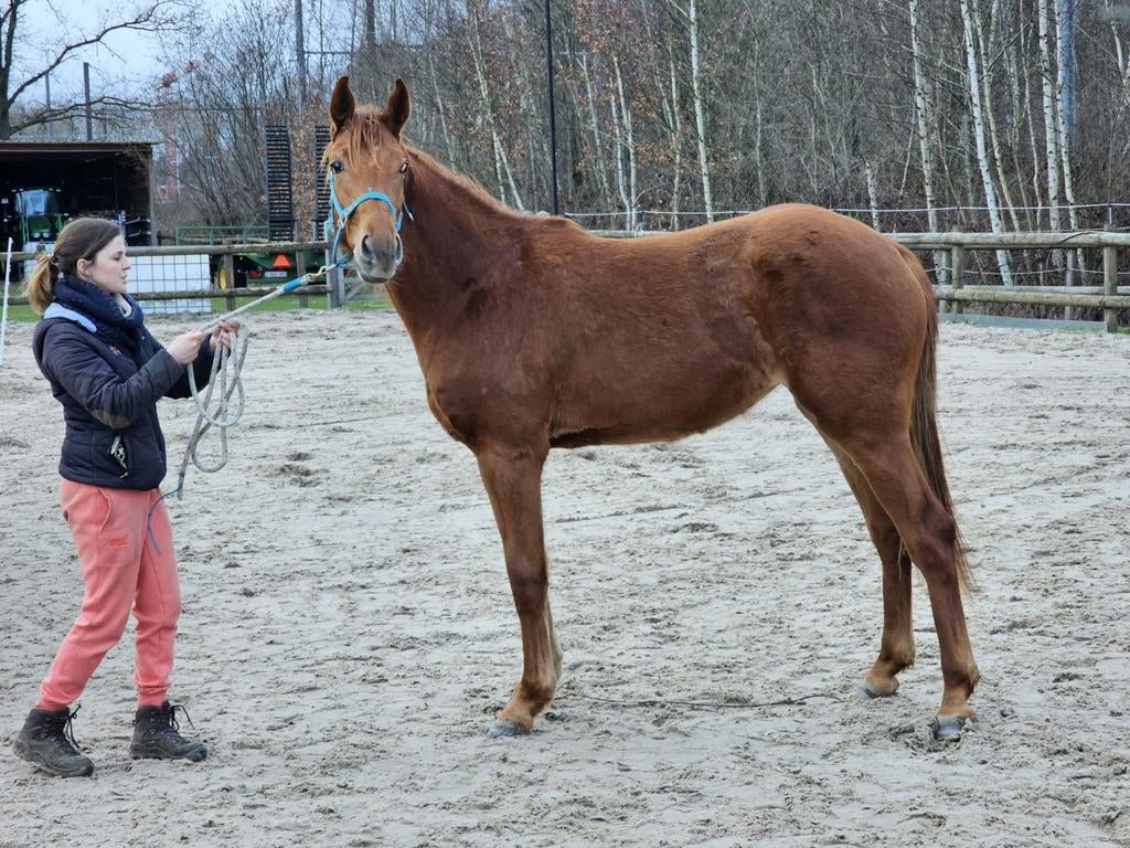 2 jaarse vosse merrie en een 3jaarse bruine merrie, Dieren en Toebehoren, Paarden, Merrie, Onbeleerd, Springpaard, Met stamboom