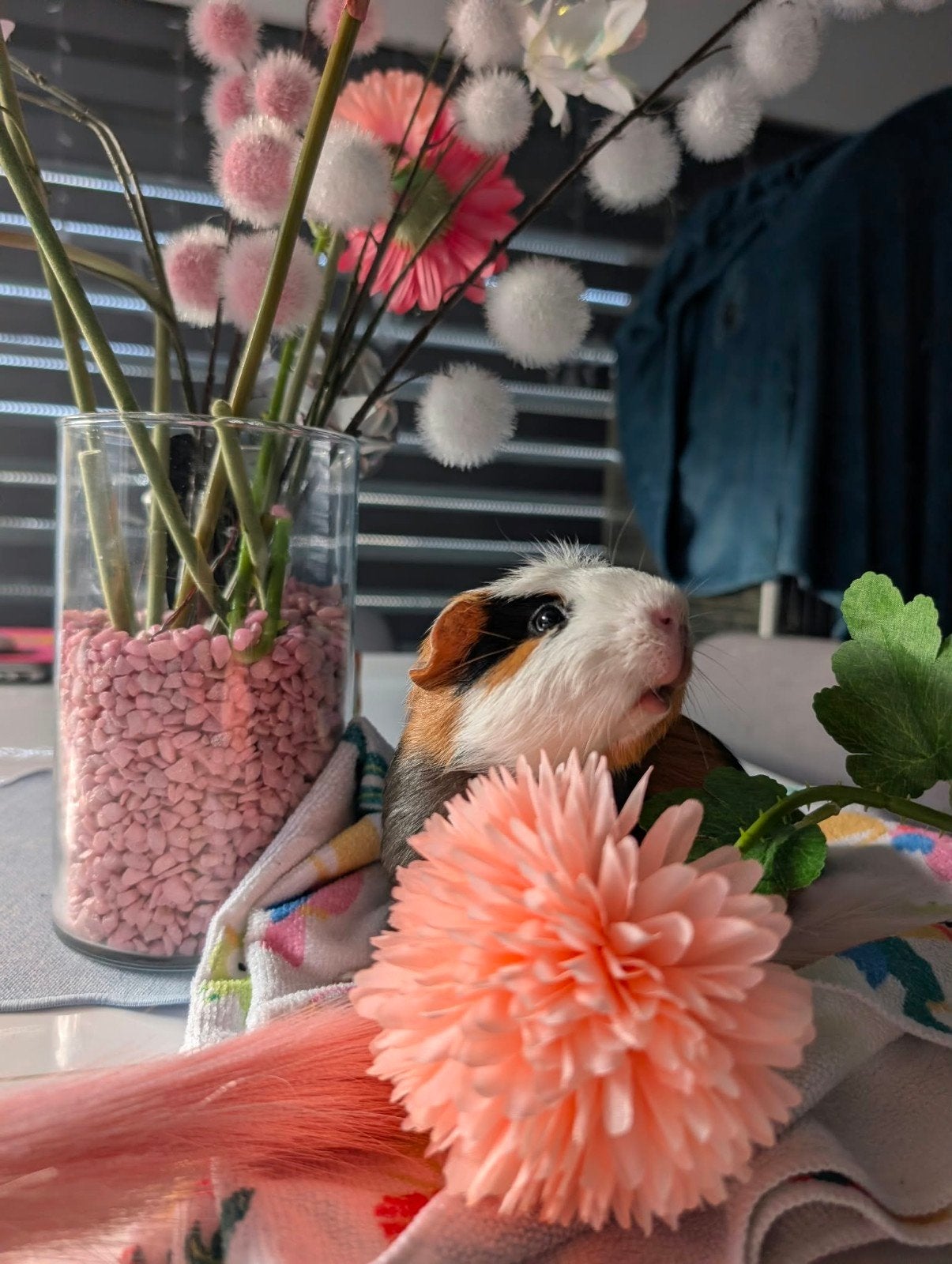 Cavia beertje, Animaux & Accessoires, Août, Mâle, Cobaye