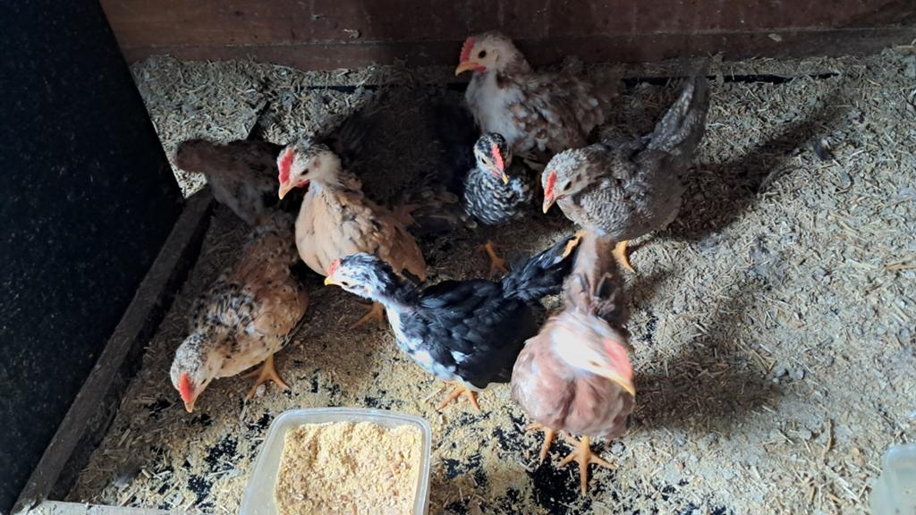 Serama haantjes, Dieren en Toebehoren, Mannelijk, Kip