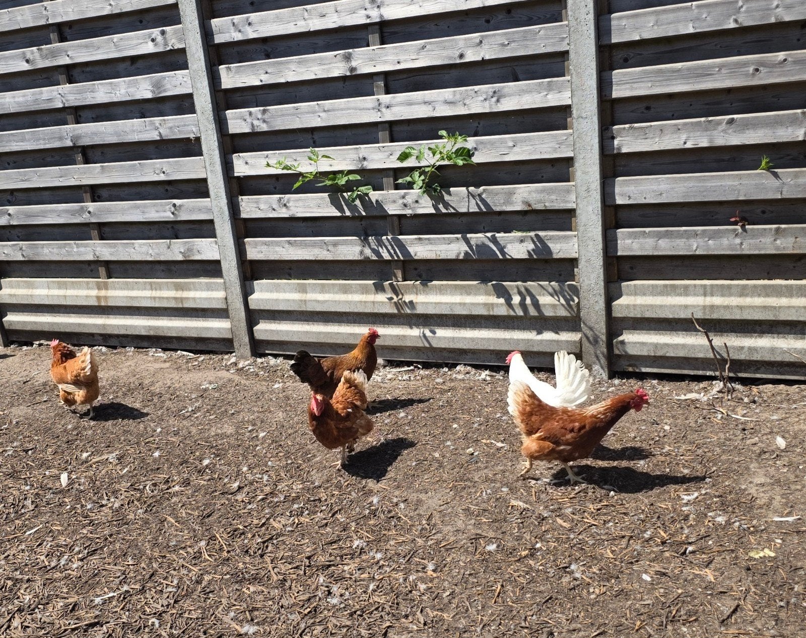 legkippen/soepkippen, Dieren en Toebehoren, Pluimvee