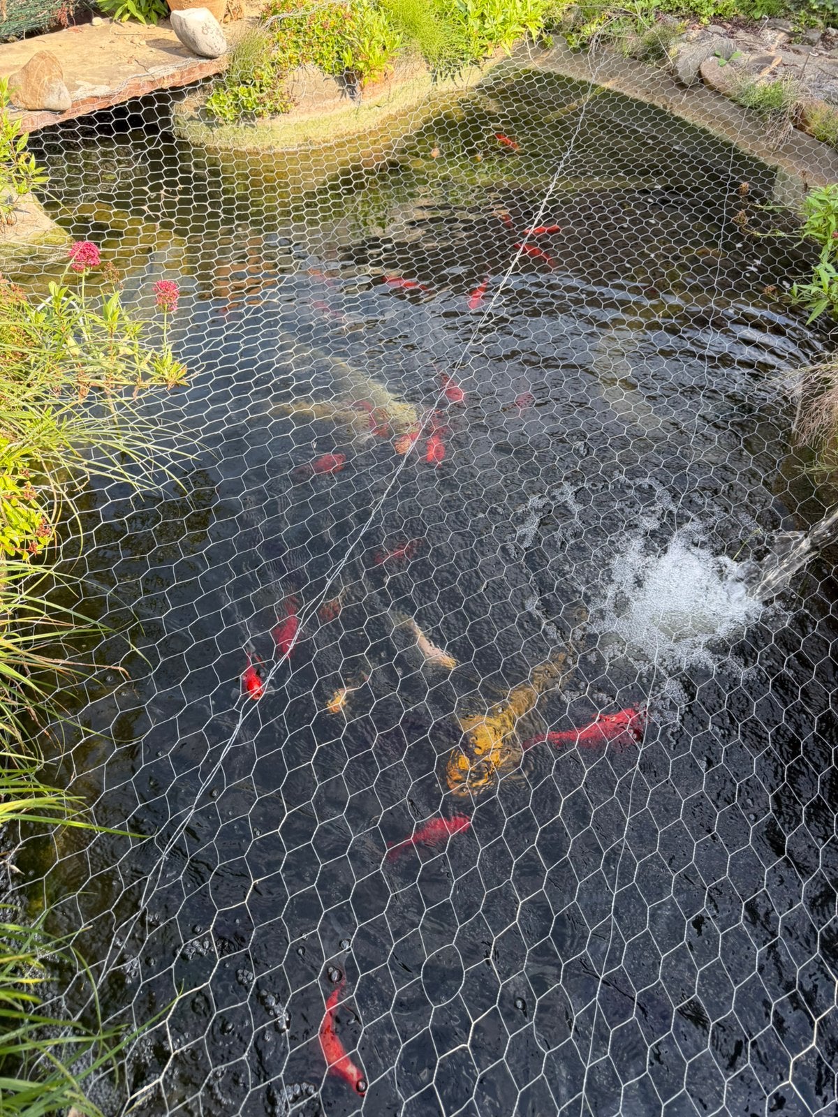 Koi et Poisson rouge comète, Enlèvement