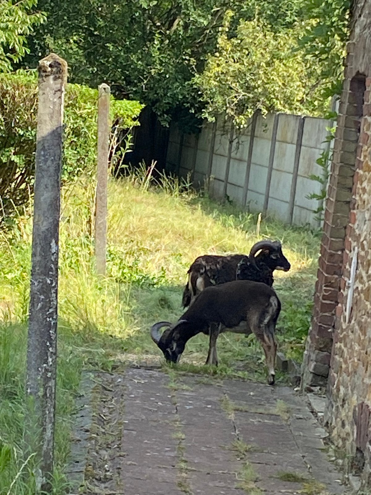 Mouton de soay, Dieren en Toebehoren, Dierenvoeding, Ophalen, Kat