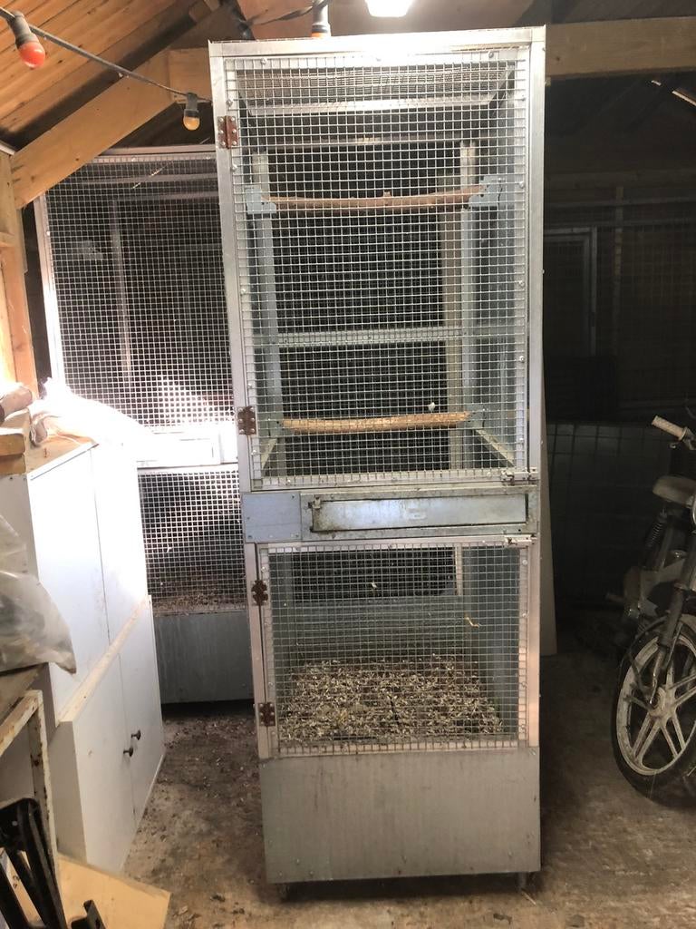 Papegaaien kooi, Papegaai