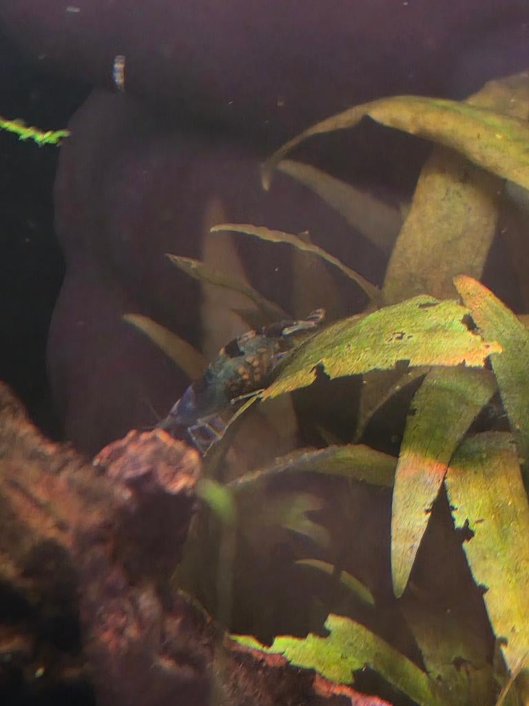 Blauwe neoncaridina garnaal, Dieren en Toebehoren, Kreeft, Krab of Garnaal, Zoetwatervis
