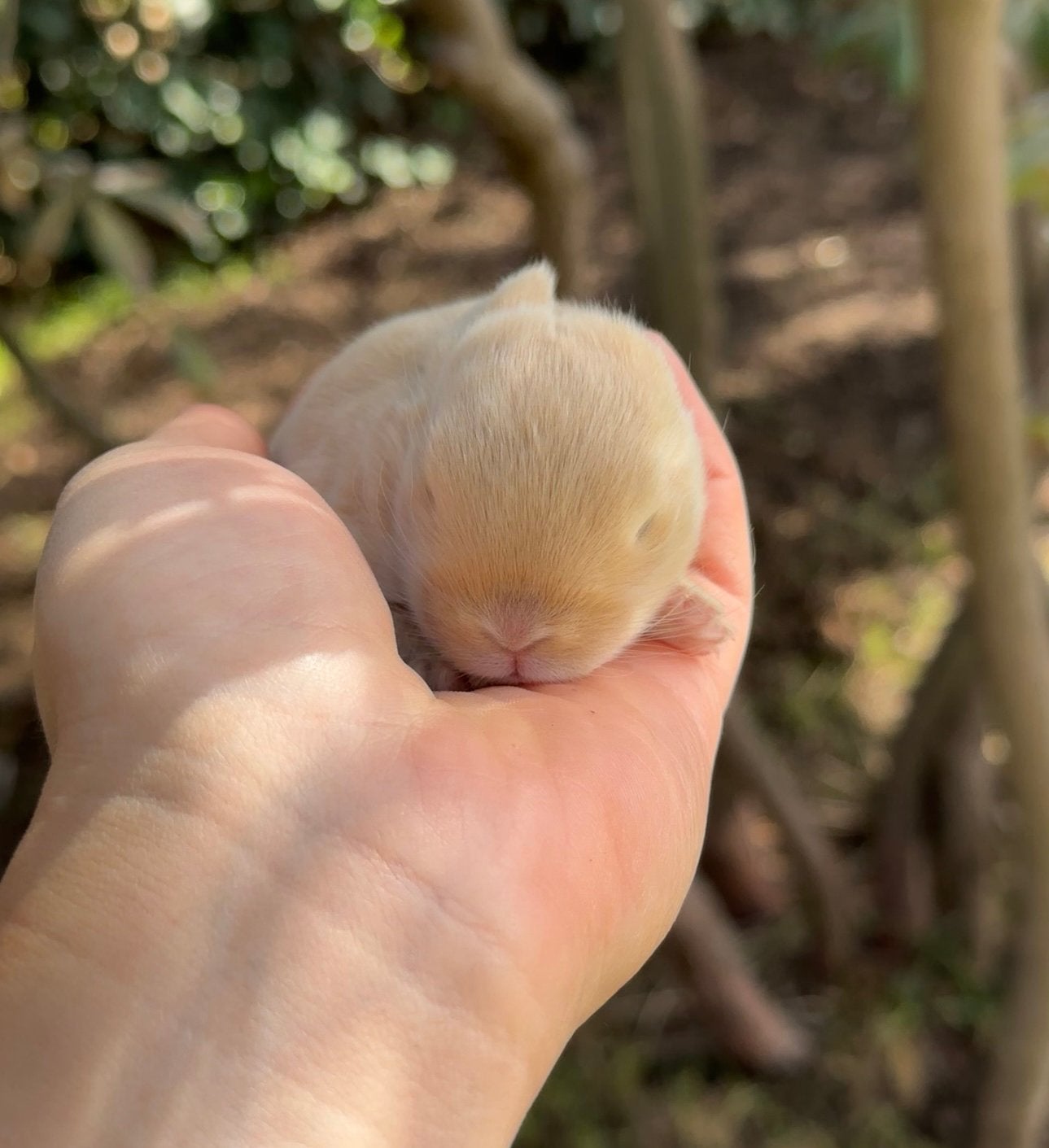 Minilop rammetje, Dieren en Toebehoren, Konijnen, Groot, Hangoor