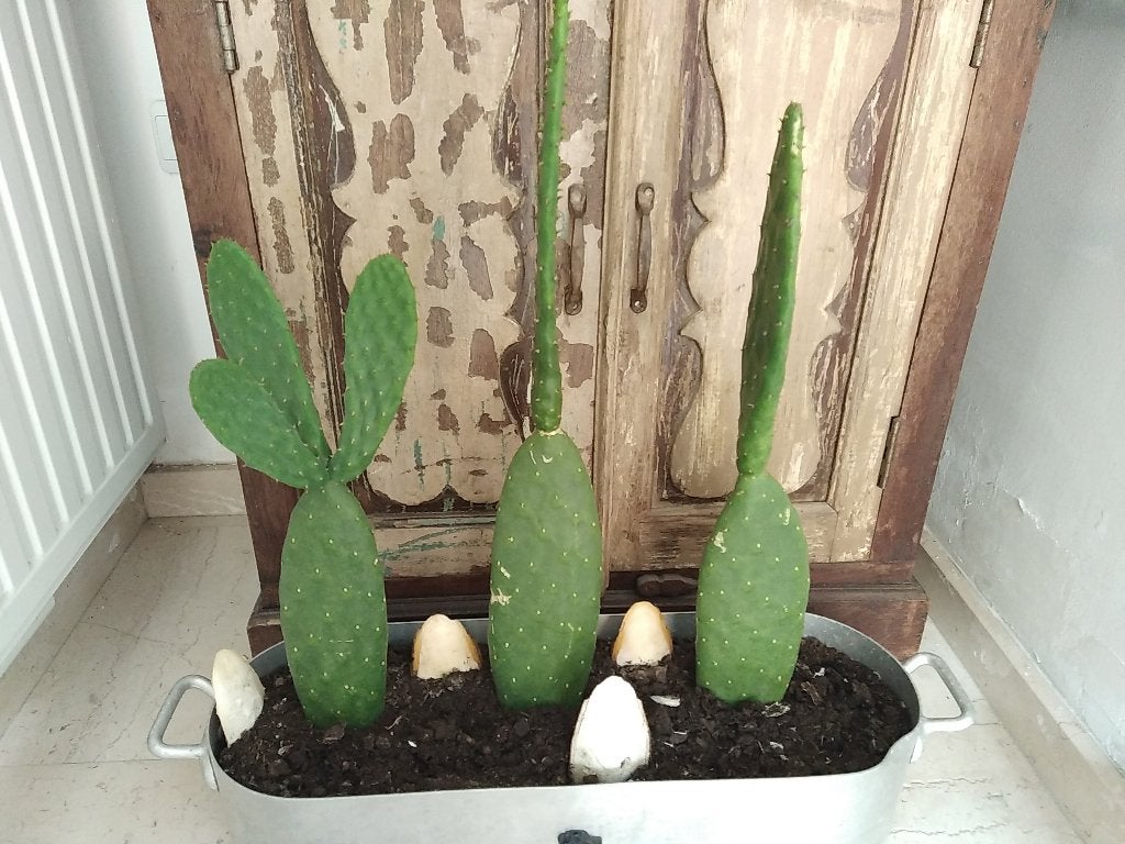 cactus, Jardin & Terrasse, Plantes | Jardin, Plante fixe, Plantes fruitières, Plein soleil, Été, Enlèvement