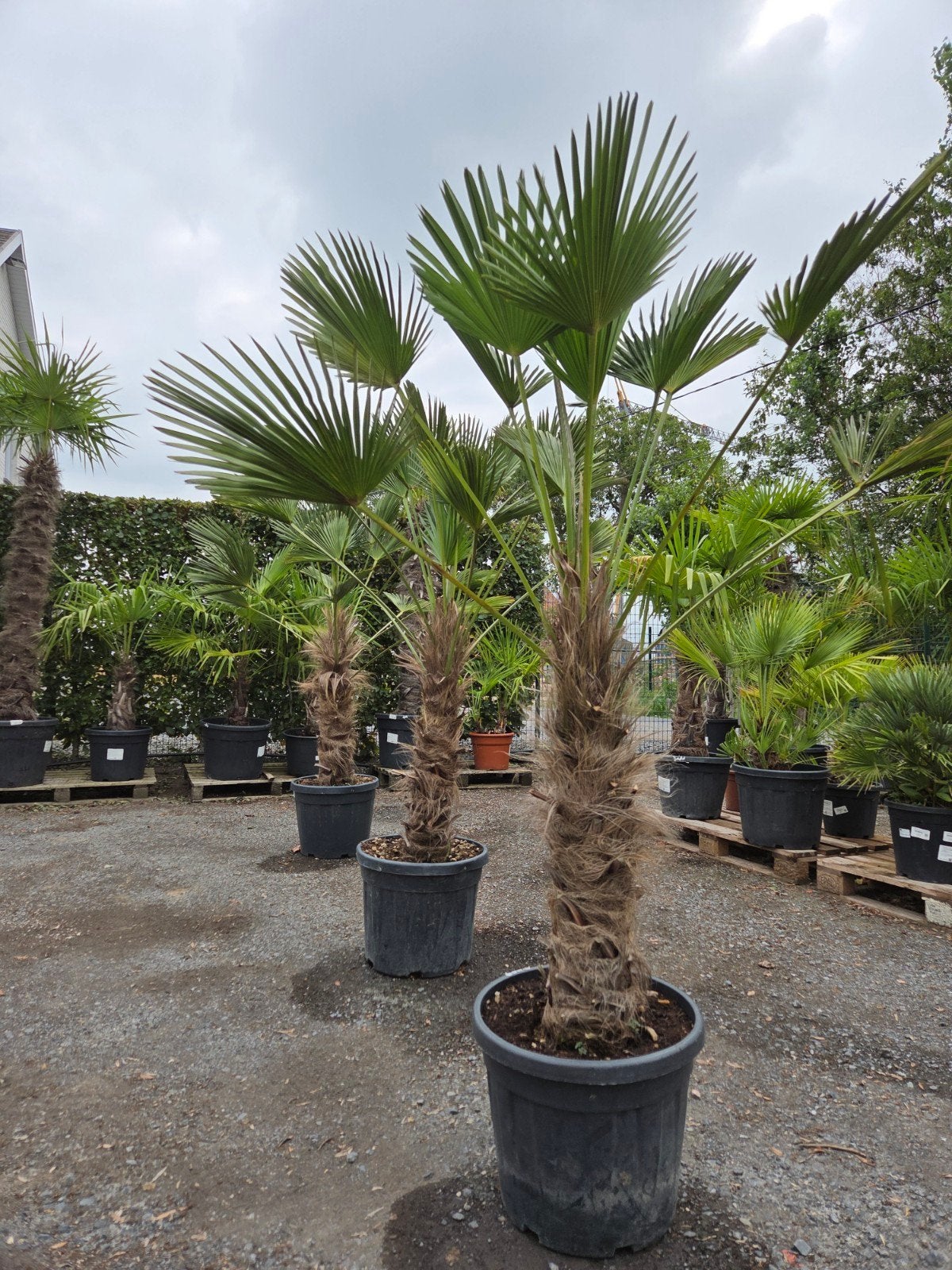 Palmboom Trachycarpus Wagnerianus, Ophalen