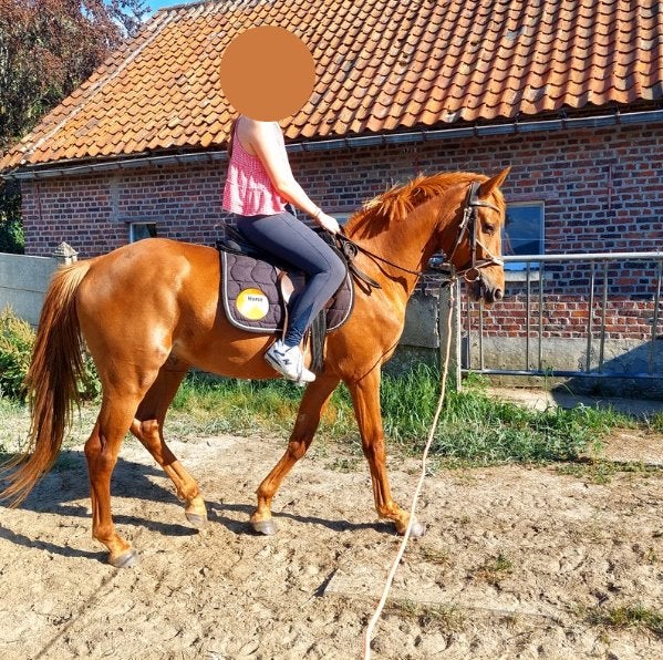 Prachtige 3 jarige zangersheide ruin chaqwood ps, Springpaard, Met stamboom, Ruin, M