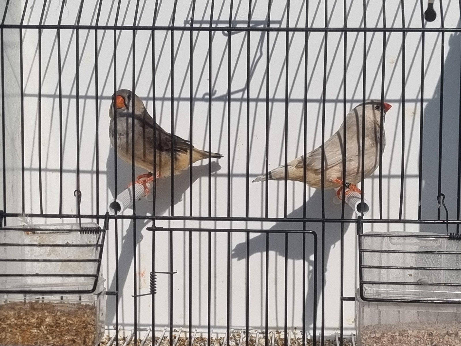 5 koppels grote zebravinken (gereserveerd)