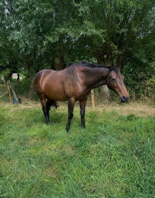Weidevriendin, Dieren en Toebehoren, Merrie, Met stamboom, Springpaard, 11 jaar of ouder