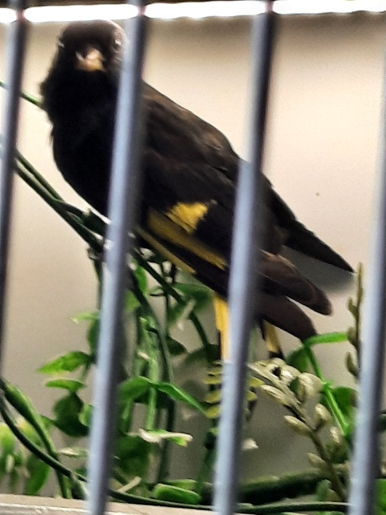 Zwarte sijsen, Dieren en Toebehoren, Geringd