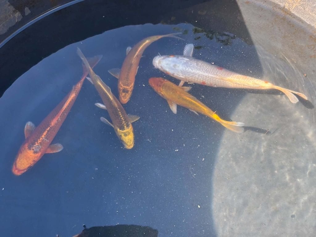 5x Mix Koi – Eigen Kweek, Karper of Koi