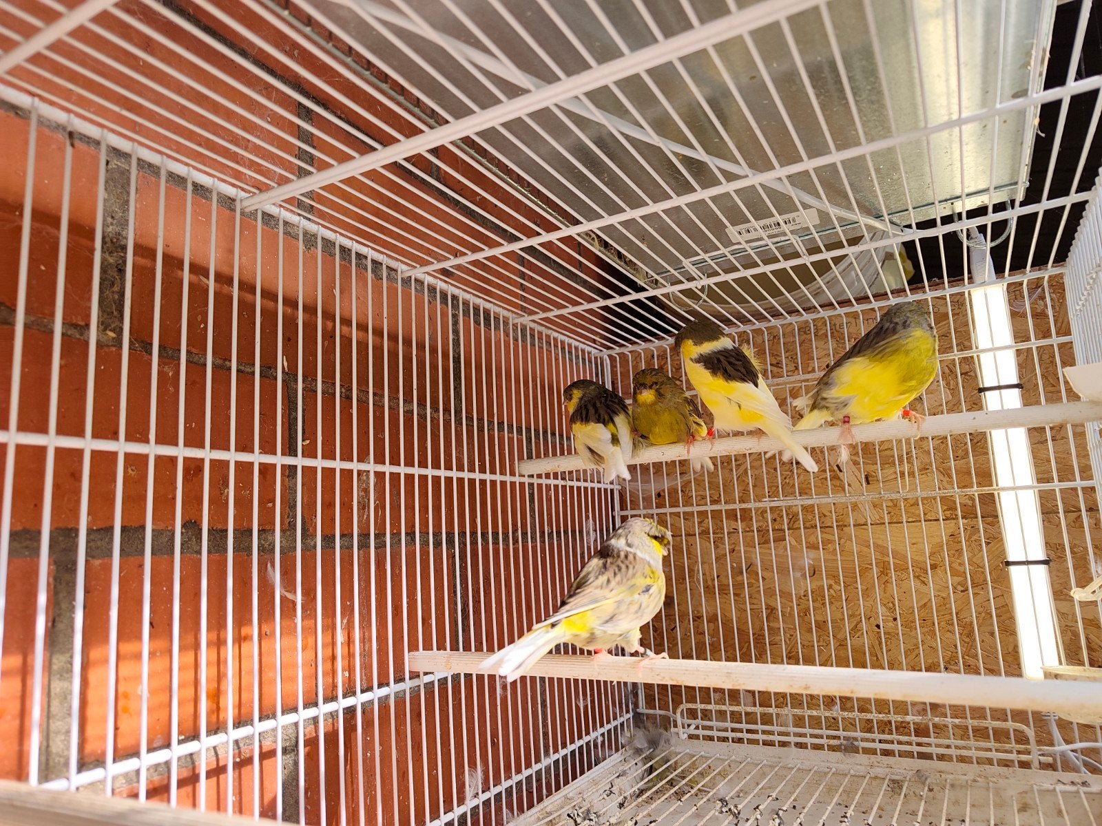 gloster, Dieren en Toebehoren