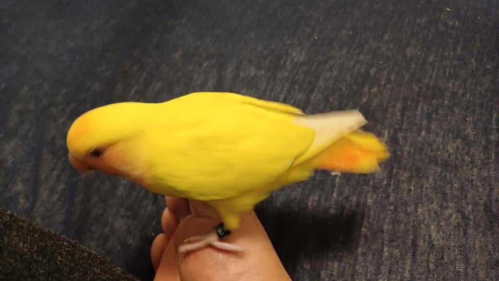 perroquet perdu