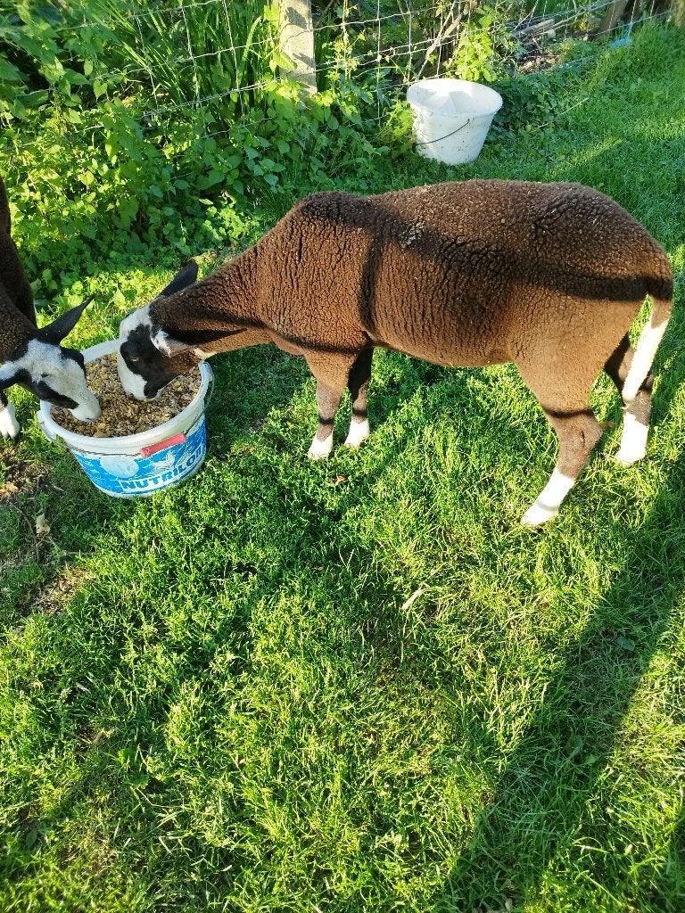 Zwartbles ramlam, Dieren en Toebehoren, Mannelijk, Schaap, 0 tot 2 jaar