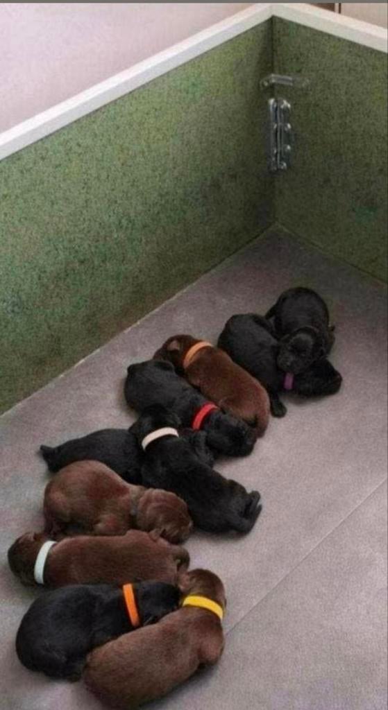 Na nestje Labrador pups mag deze werpkist weg., Animaux & Accessoires, Paniers pour chiens, Enlèvement
