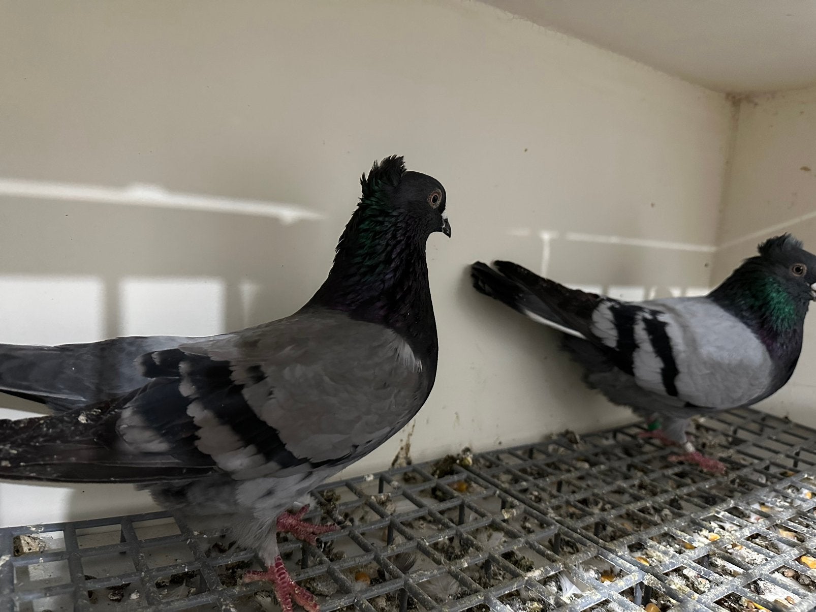 Serbische duiven hoogevliegers, Dieren en Toebehoren, Vogels | Duiven