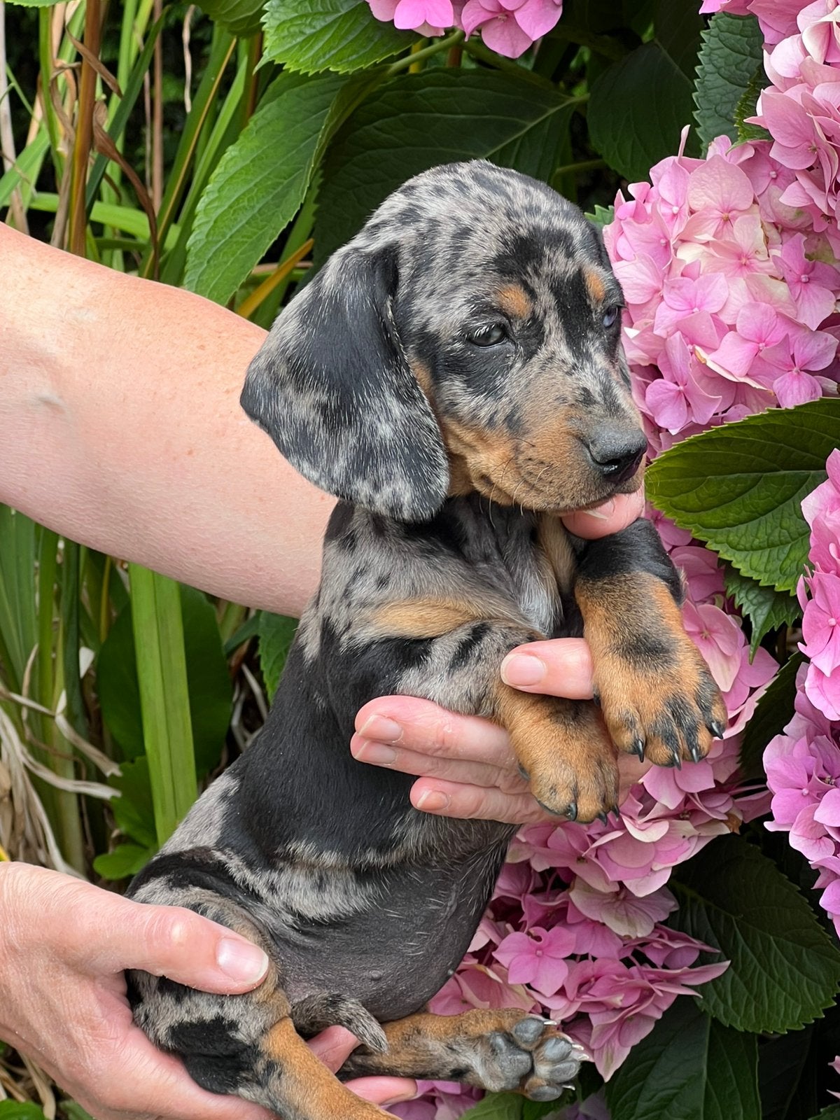 Mooie teckel pups particulier, België, Standaard, Particulier, 8 tot 15 weken