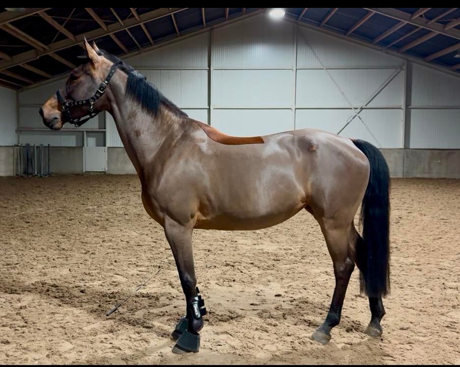 fok/ recreatie merrie te koop van 2011, Jument