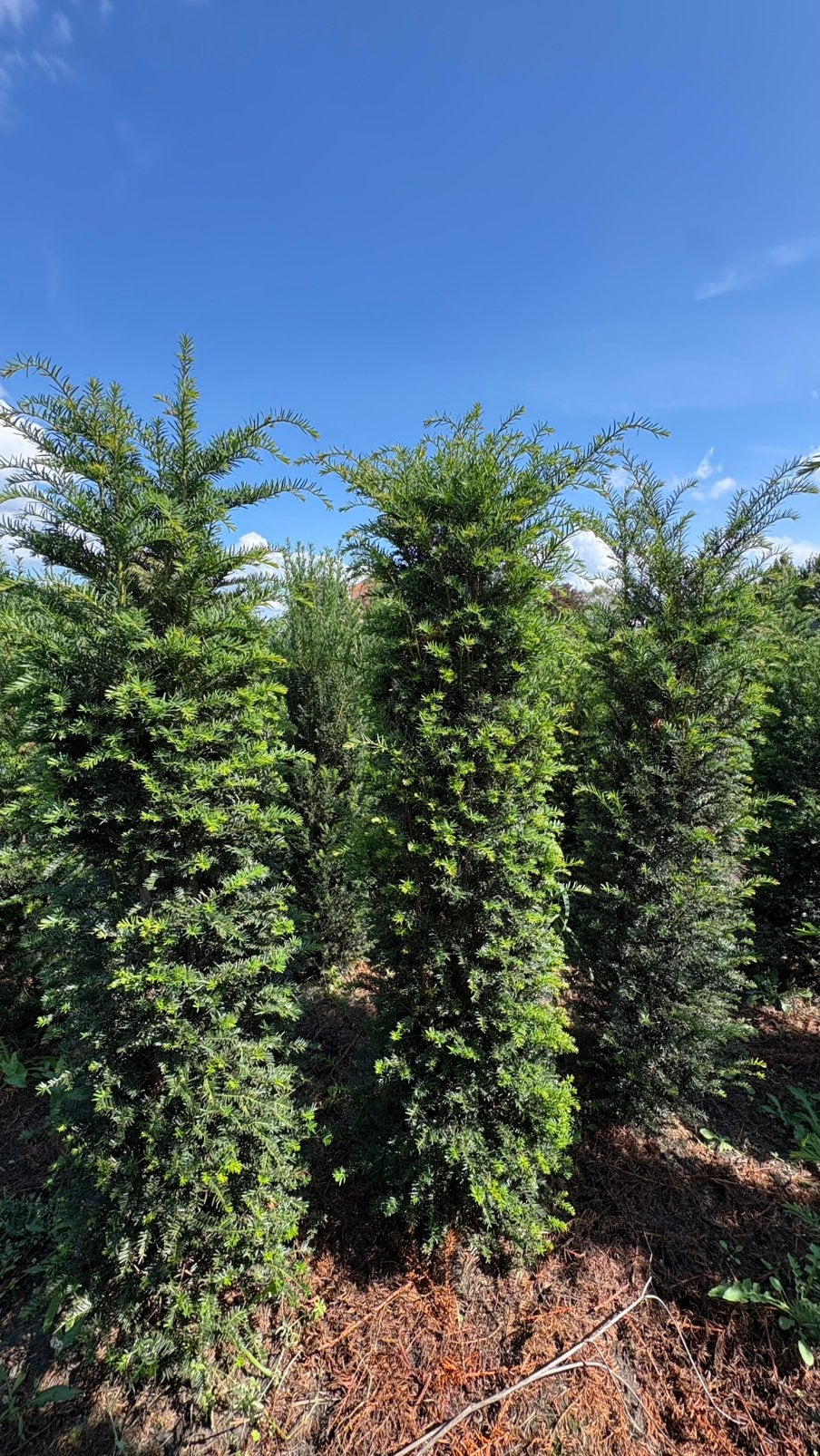 Kwaliteits taxus baccata haagplanten in verschillende maten!, Ophalen of Verzenden, Halfschaduw