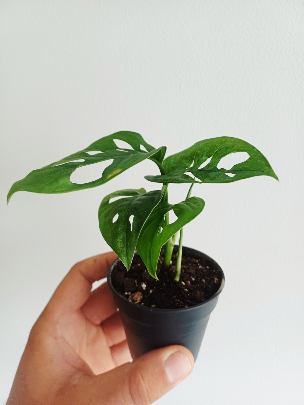 Monstera Adansonii Mint, Overige soorten, In pot, Minder dan 100 cm, Groene kamerplant