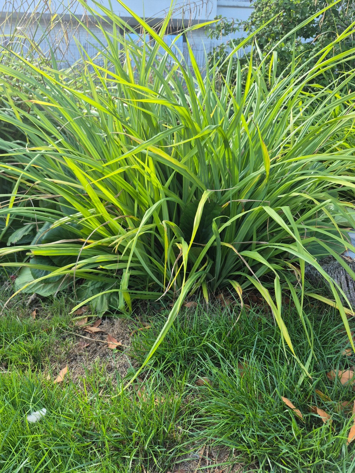 hangende zegge sierplant gratis op te halen, Jardin & Terrasse, Bulbes & Semences, Enlèvement