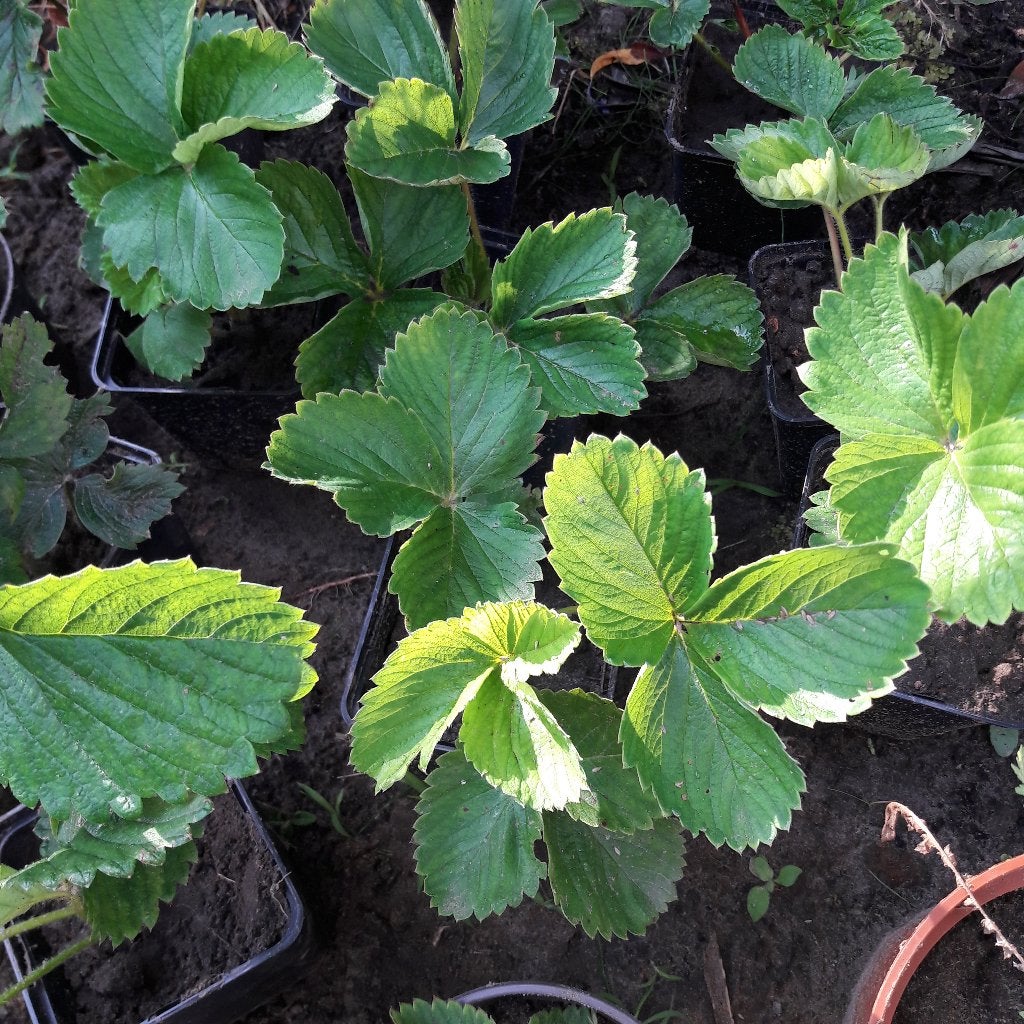 aardbeiplanten darselect, Tuin en Terras, Ophalen, Vaste plant