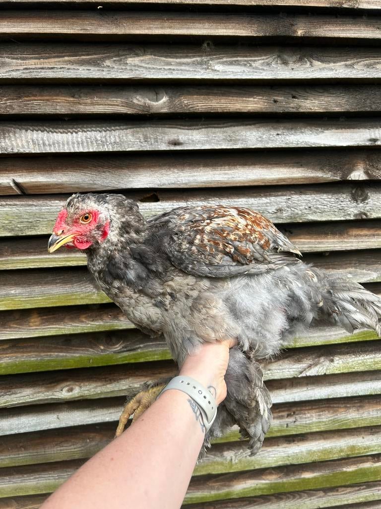 Jong brahma haantje blauw zalm, Dieren en Toebehoren, Mannelijk, Kip