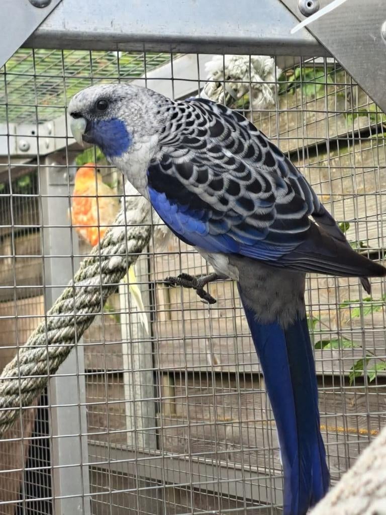 Kweekkoppel Pennant rosella, Plusieurs animaux, Perruche, Bagué