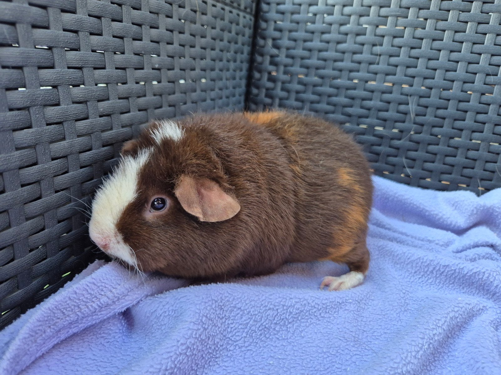 2 mooie lieve US TEDDY cavia zeugjes, Animaux & Accessoires, Rongeurs, Femelle, Cobaye, Avril, Domestique