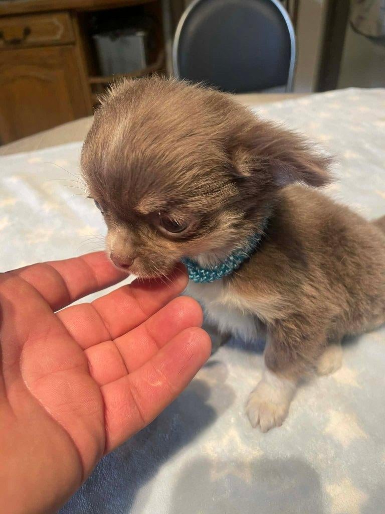 Chihuahua-pups mooi mini raszuiver zeer mooi kleintjes , Dieren en Toebehoren, België, Fokker | Hobbymatig, 8 tot 15 weken, Parvo