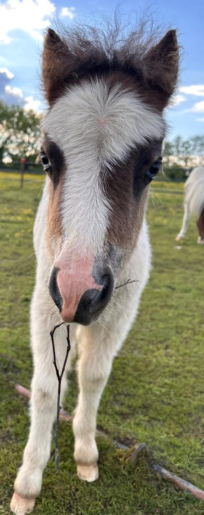 Shetland merrieveulentje zoekt warme thuis, Dieren en Toebehoren, Merrie, Gechipt