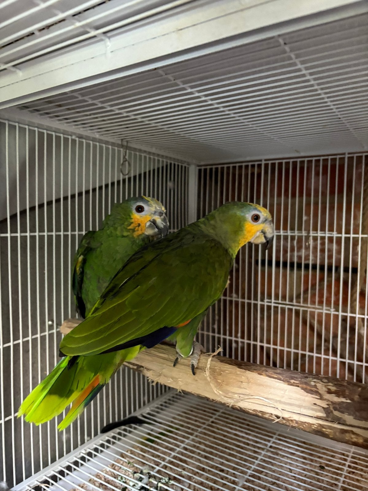 koppel Venezuela-amazones, Dieren en Toebehoren, Meerdere dieren, Papegaai