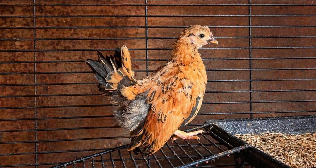 Verschillende sierkuikens te koop 🐣🐥, Dieren en Toebehoren, Pluimvee