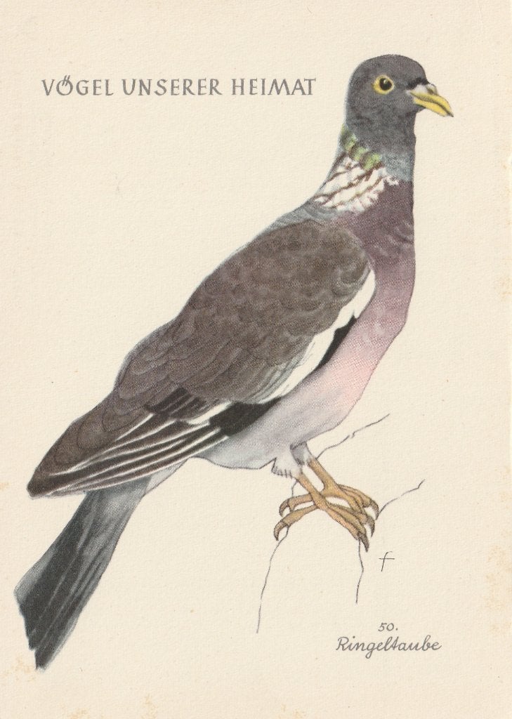 HOUTDUIF, Verzamelen, Postkaarten | Dieren, Verzenden, Ongelopen, Vogel