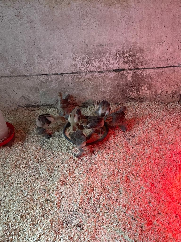 Brahma blauwpatrijs, Dieren en Toebehoren, Geslacht onbekend, Kip