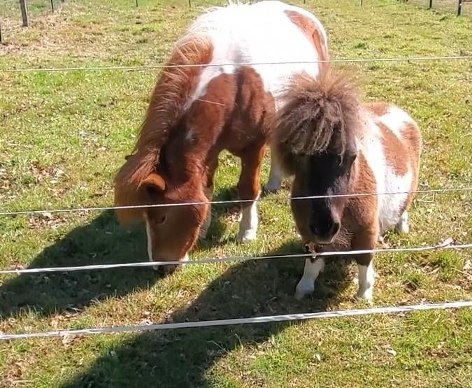 Super lieve knuffel kinderpony shetlander, Dieren en Toebehoren, Pony's, Merrie, B, A pony (tot 1.17m), Recreatiepony, 11 jaar of ouder