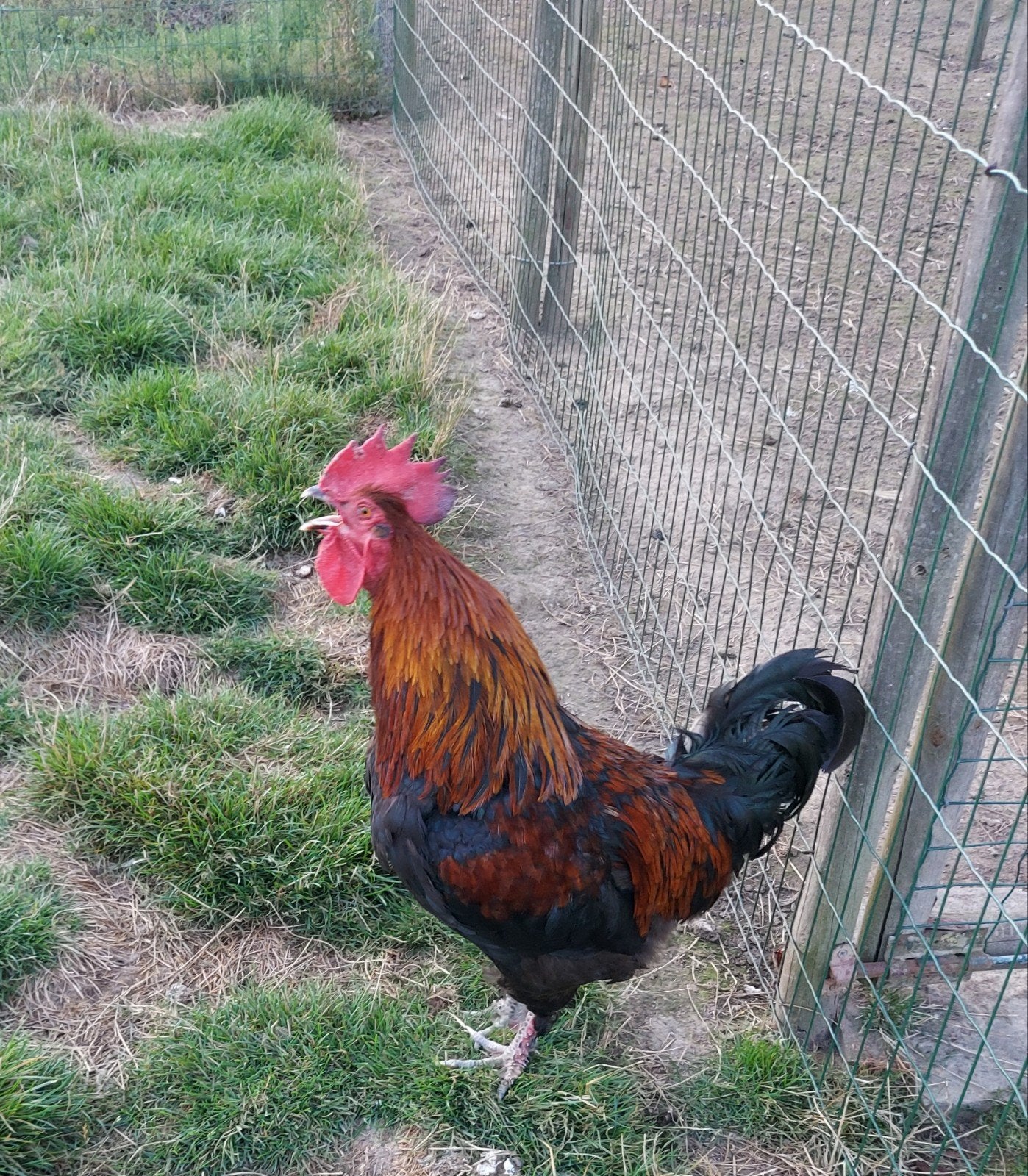 marans haan, Dieren en Toebehoren, Pluimvee